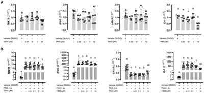 Effects of tamoxifen on the immune response phenotype in equine peripheral blood mononuclear cells